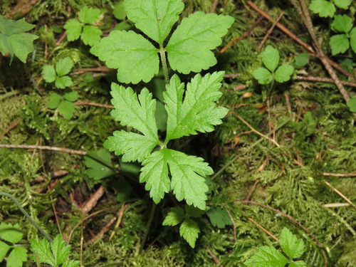 Threeleaf Foamflower