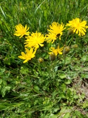 Crepis runcinata