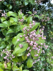 Syzygium luehmannii