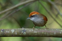 Synallaxis ruficapilla