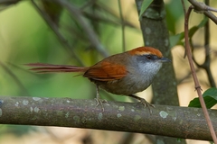 Synallaxis ruficapilla