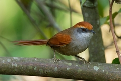 Synallaxis ruficapilla