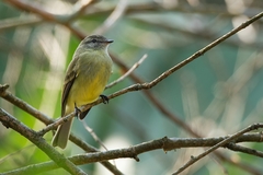 Phyllomyias fasciatus