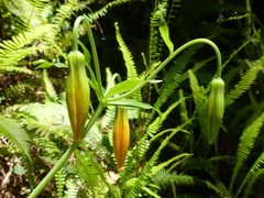 Lilium columbianum