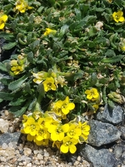 Draba grayana