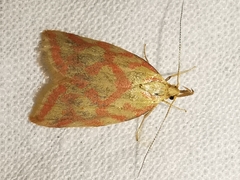 Hypercallia citrinalis