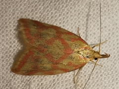 Hypercallia citrinalis