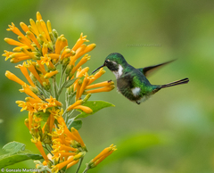 Microstilbon burmeisteri