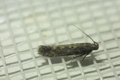 Scrobipalpa ocellatella
