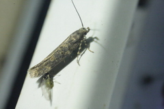 Scrobipalpa ocellatella