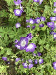 Phacelia patuliflora