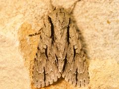 Acronicta texana