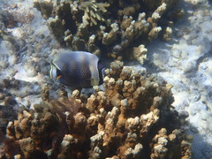 Chaetodon reticulatus