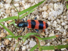 Trichodes sinae