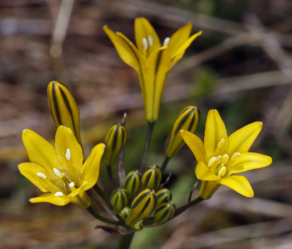 Triteleia crocea