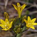 Yellow Triteleia - Photo (c) Steve Matson, some rights reserved (CC BY), uploaded by Steve Matson