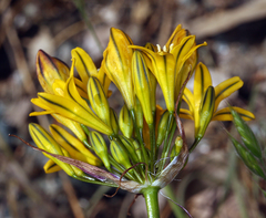 Triteleia crocea