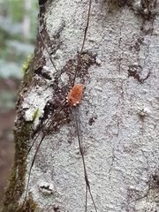 Leiobunum nigropalpi