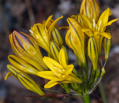 Triteleia crocea