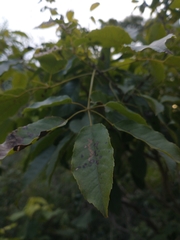 Handroanthus heptaphyllus