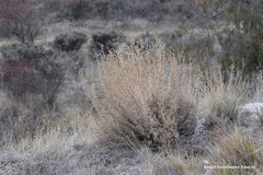 Gypsophila struthium
