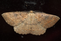 Casbia melanops