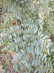 Tipuana tipu