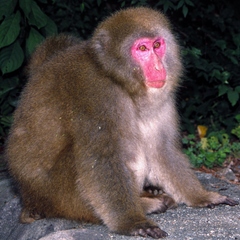 Macaca fuscata