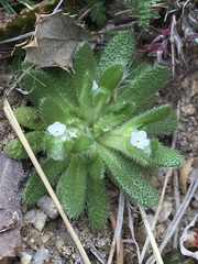 Plagiobothrys arizonicus