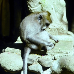 Macaca fascicularis