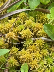 Sphagnum subsecundum