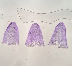 Sphagnum subsecundum