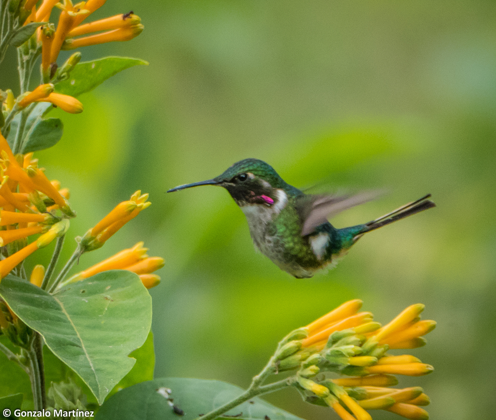Slender-tailed Woodstar (Microstilbon burmeisteri) photo