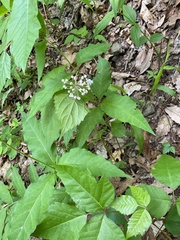Asclepias quadrifolia