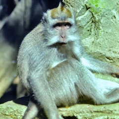 Macaca fascicularis