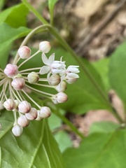 Asclepias quadrifolia