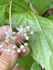 Asclepias quadrifolia