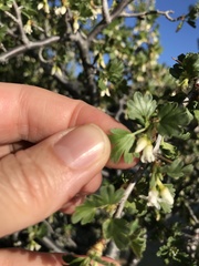 Ribes velutinum