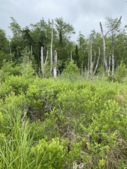 Sphagnum subsecundum