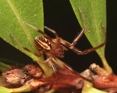 Phonognatha