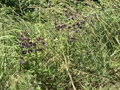 Amorpha canescens