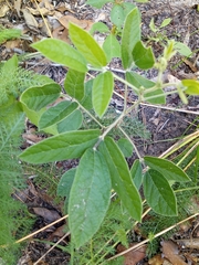 Rhynchosia tomentosa