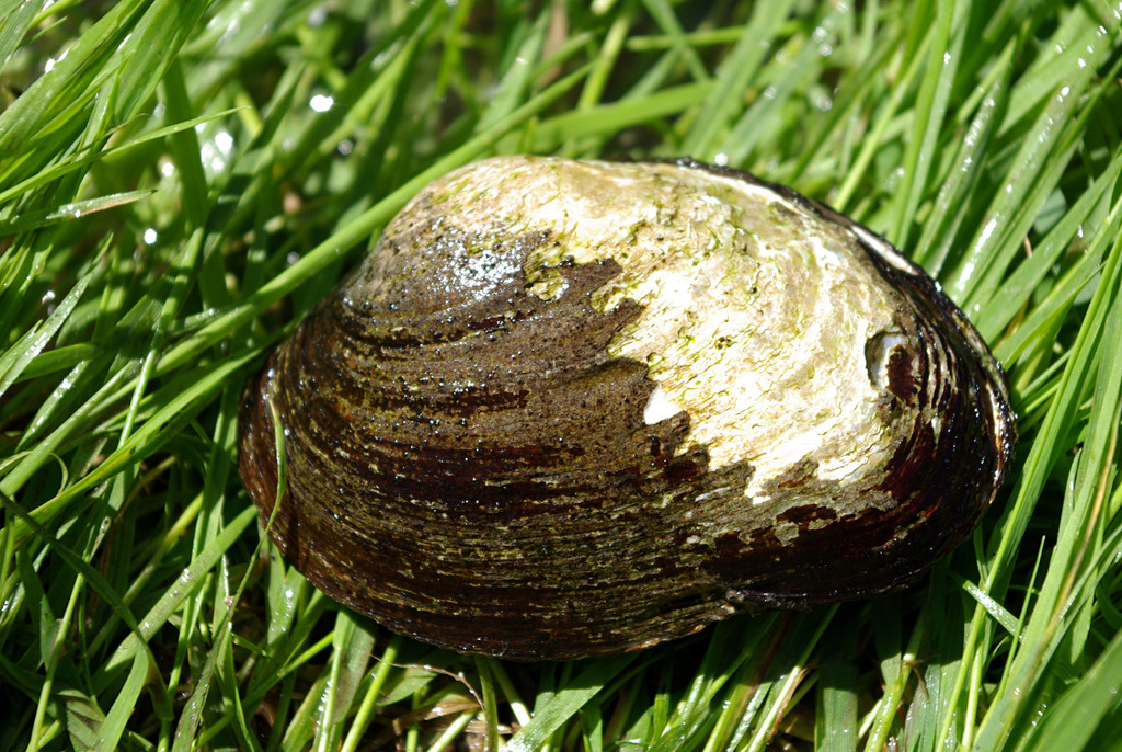 black river mussel