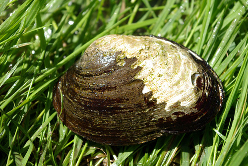 Potomida littoralis