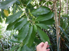 Melicytus macrophyllus
