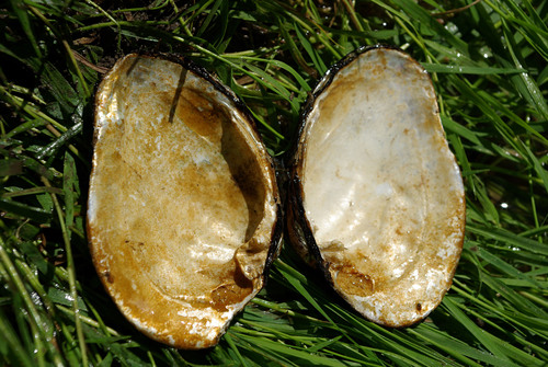 Potomida littoralis