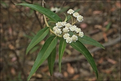Ozothamnus stirlingii