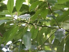 Melicytus macrophyllus