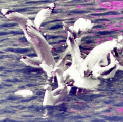 Chroicocephalus novaehollandiae