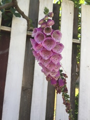 Digitalis purpurea